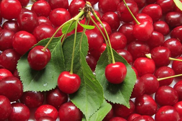 Activities & Leisure | Fresh Cherries Wall Mural Activities & Leisure Activities & Leisure