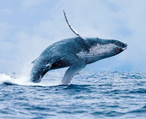 Animals | A Breaching Humpback Whale Wallpaper Mural Animals Animals