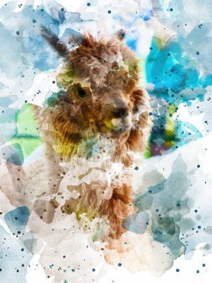 Animals | Alpaca 0475 Wall Mural Animals Animals