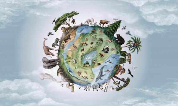 Animals | Animals Of Earth Wallpaper Mural Animals Animals