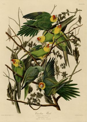 Animals | Carolina Parakeet Mural Wallpaper Animals Animals