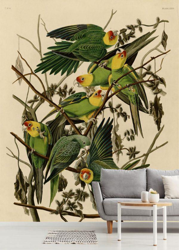 Animals | Carolina Parakeet Mural Wallpaper Animals Animals