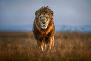 Animals | Close Up Portrait Of A Male Lion Wall Mural Animals Animals