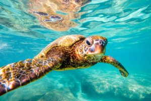 Animals | Cruisin’ Sea Turtle Mural Wallpaper Animals Animals