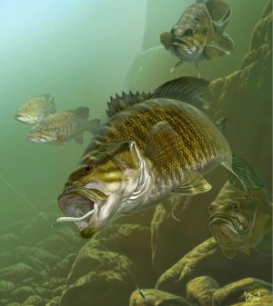 Animals | Dropshot Smallmouth Wall Mural Animals Animals