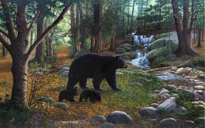 Animals | Early Morning Black Bears Wallpaper Mural Animals Animals