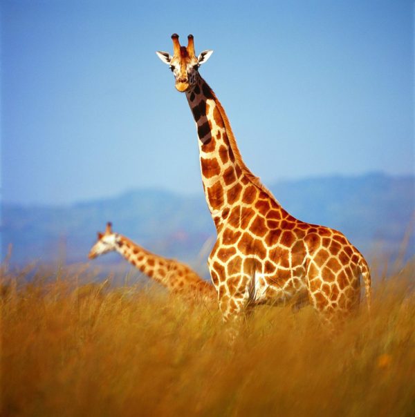 Animals | Giraffe On The Savanna Wallpaper Mural Animals Animals