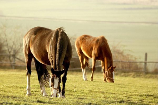 Animals | Grazing Horses In A Field Wallpaper Mural Animals Animals