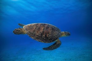 Animals | Green Turtle In The Blue Wallpaper Mural Animals Animals