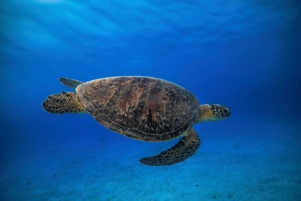 Animals | Green Turtle In The Blue Wallpaper Mural Animals Animals