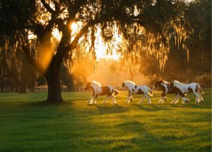 Animals | Gypsy Vanners Under Oak Trees Wallpaper Mural Animals Animals