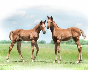 Animals | Hanoverian Foal Buddies Mural Wallpaper Animals Animals