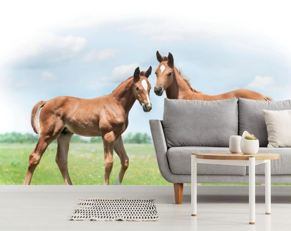 Animals | Hanoverian Foal Buddies Mural Wallpaper Animals Animals