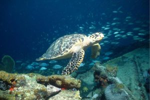 Animals | Hawksbill Sea Turtle Over Wreck Wall Mural Animals Animals