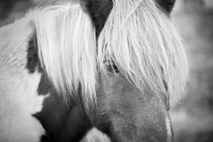 Animals | Iceland North Wall Mural Animals Animals