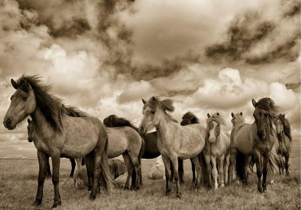 Animals | Icelandic Horses Wallpaper Mural Animals Animals