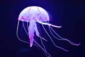 Animals | Jellyfish Mural Wallpaper Animals Animals