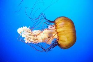 Animals | Orange Jellyfish Wallpaper Mural Animals Animals