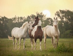 Animals | Painted Sunset Wall Mural Animals Animals