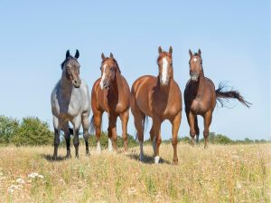 Animals | Quarter Horse Ladies Mural Wallpaper Animals Animals