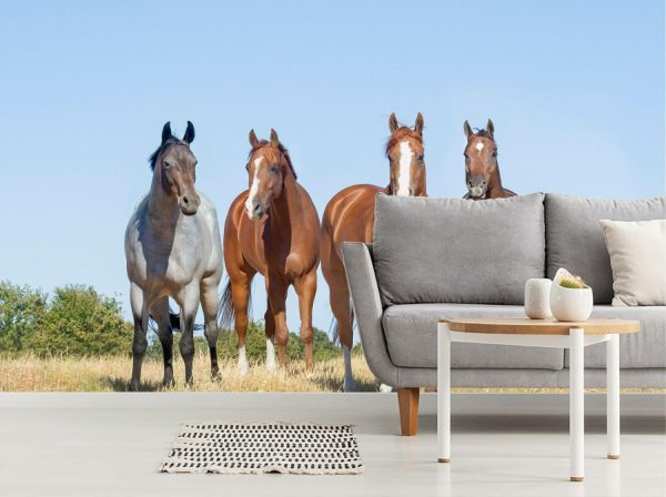 Animals | Quarter Horse Ladies Mural Wallpaper Animals Animals