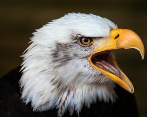 Animals | Screeching Eagle Wallpaper Mural Animals Animals