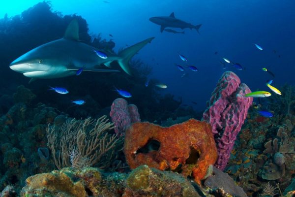 Animals | Sharks And Reef, Bahamas Wallpaper Mural Animals Animals