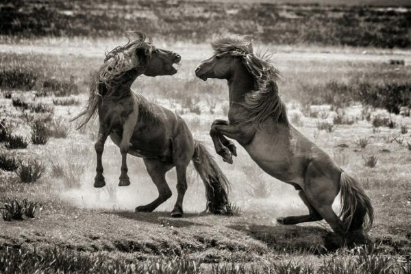 Animals | Stallion Battle Wall Mural Animals Animals