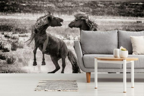 Animals | Stallion Battle Wall Mural Animals Animals