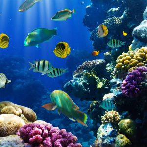 Animals | Tropical Fish On A Coral ReefMural Wallpaper Animals Animals