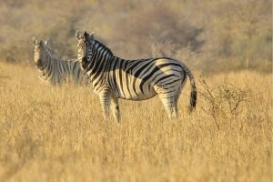 Animals | Two Zebras Mural Wallpaper Animals Animals