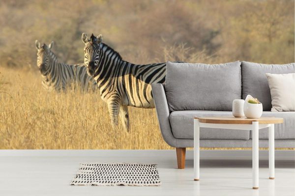 Animals | Two Zebras Mural Wallpaper Animals Animals