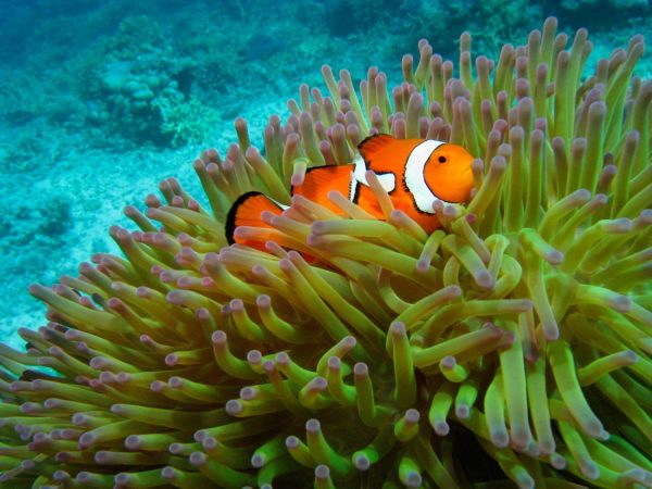 Animals | Western Clownfish 3 Mural Wallpaper Animals Animals