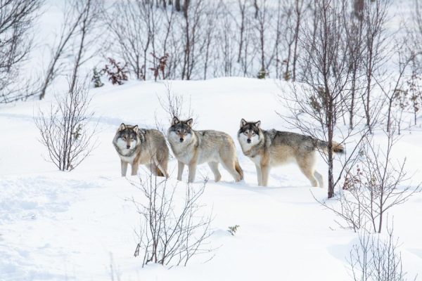 Animals | Wolf Pack Wallpaper Mural Animals Animals