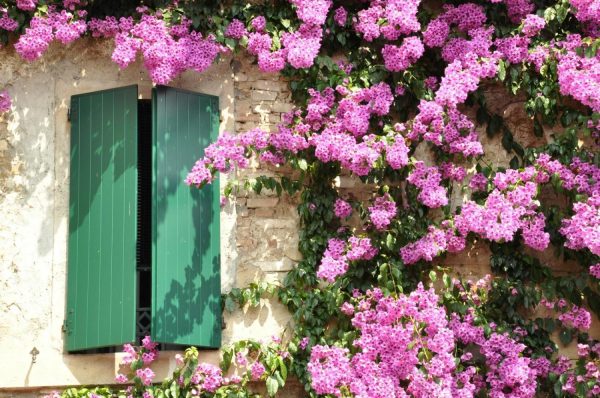 Architectural | Flowers On The Facade Wall Mural Architectural Architectural