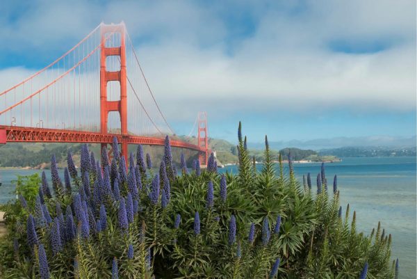 Architectural | Golden Gate Flowers – Pride of Madeira Wallpaper Mural Architectural Architectural