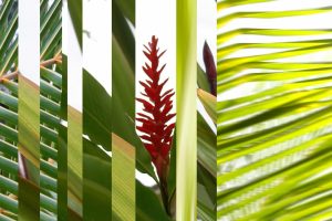 Art & Graphics | Hawaii Grass 2 Wall Mural Art & Graphics Art & Graphics