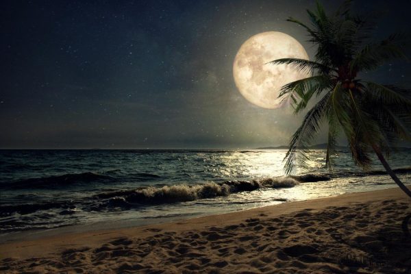 Beach & Tropical | Beach Lit By Full Moon Wall Mural Beach & Tropical Beach & Tropical