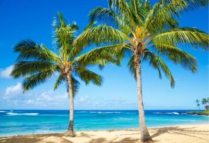 Beach & Tropical | Coconut Palm Trees on Poipu Beach Wallpaper Mural Beach & Tropical Beach & Tropical