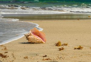 Beach & Tropical | Conch Shell On Beach Wall Mural Wallpaper Murals Beach & Tropical