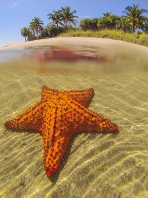 Beach & Tropical | Cushion Starfish Wallpaper Mural Animals Animals