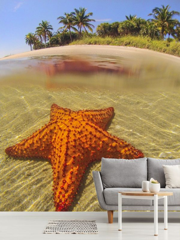 Beach & Tropical | Cushion Starfish Wallpaper Mural Animals Animals