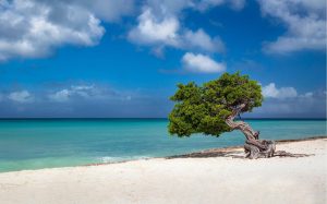 Beach & Tropical | Divi Divi Tree On Aruba Beach Wallpaper Mural Beach & Tropical Beach & Tropical