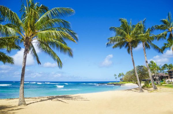 Beach & Tropical | Hawaiian Palm Trees Wallpaper Mural Beach & Tropical Beach & Tropical