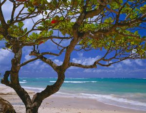 Beach & Tropical | Hawaiian Paradise Wallpaper Mural Beach & Tropical Beach & Tropical