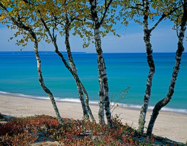 Beach & Tropical | Lake Superior Treasures Wallpaper Mural Beach & Tropical Beach & Tropical