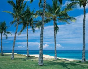 Beach & Tropical | Oahu Palms Mural Wallpaper Beach & Tropical Beach & Tropical