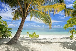 Beach & Tropical | Palm Maldives Mural Wallpaper Beach & Tropical Beach & Tropical