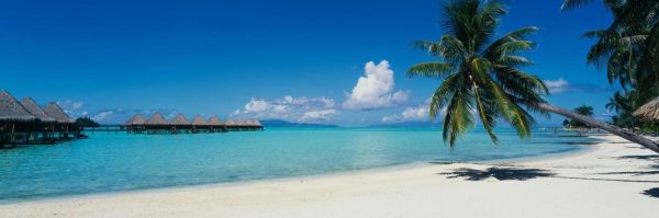 Beach & Tropical | Palm Tree On Moana Beach, Bora Bora Mural Wallpaper Beach & Tropical Beach & Tropical