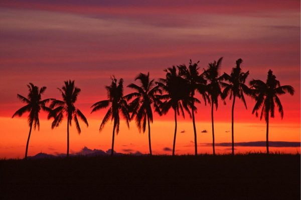 Beach & Tropical | Palm Trees & Sunset, Queens Road, Fiji Wall Mural Beach & Tropical Beach & Tropical